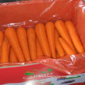 Good Harvest of Fresh Carrot